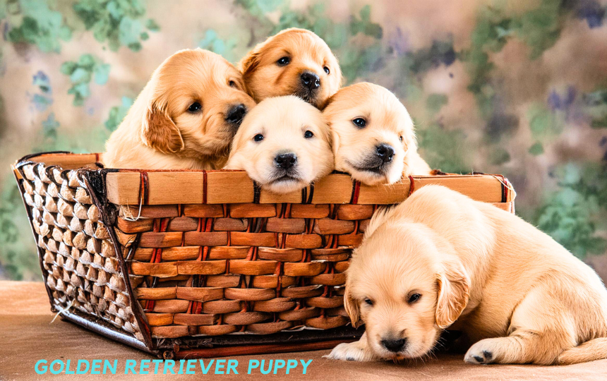 Caring for Your Golden Retriever Puppy